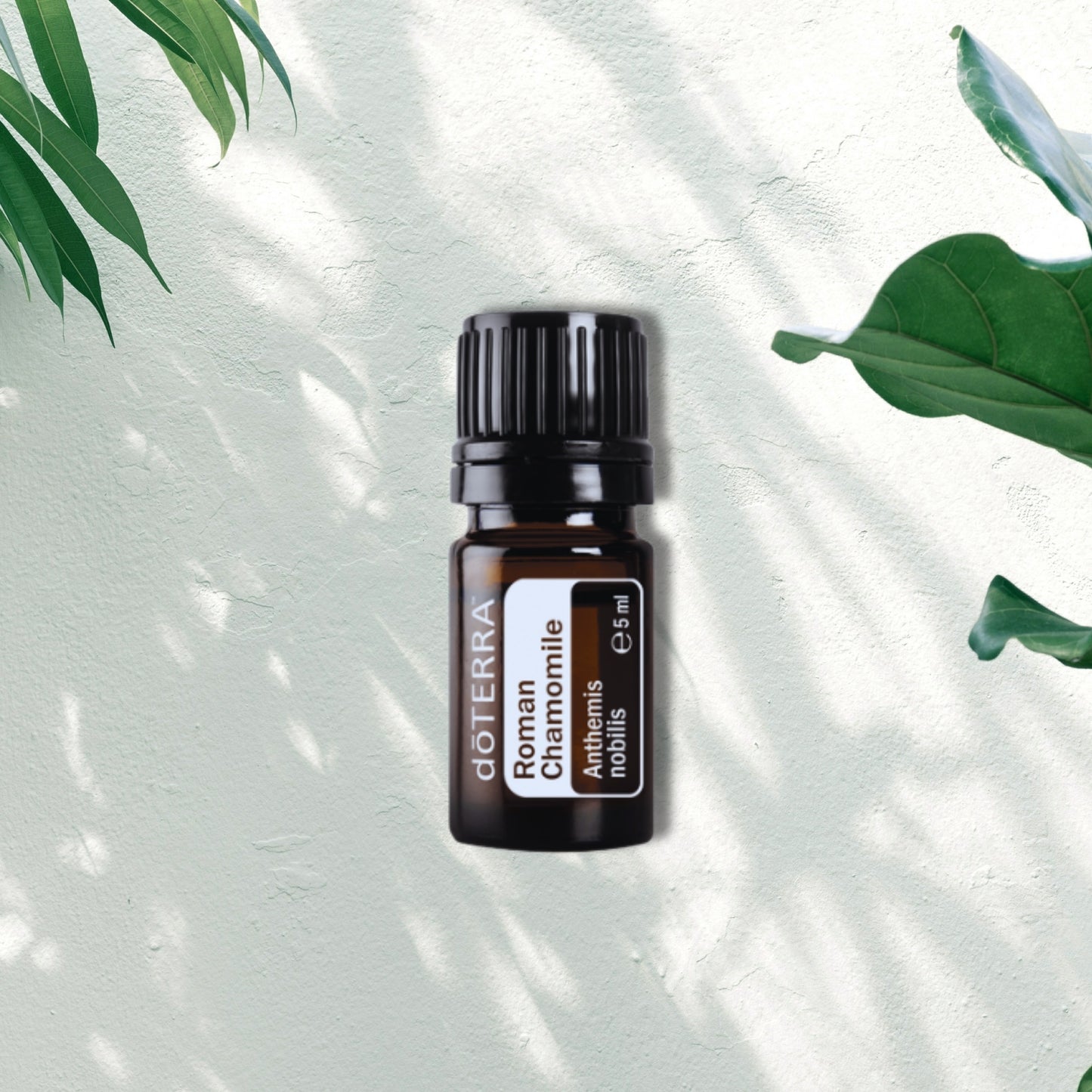 Essential Oil Roman Chamomile 5ml