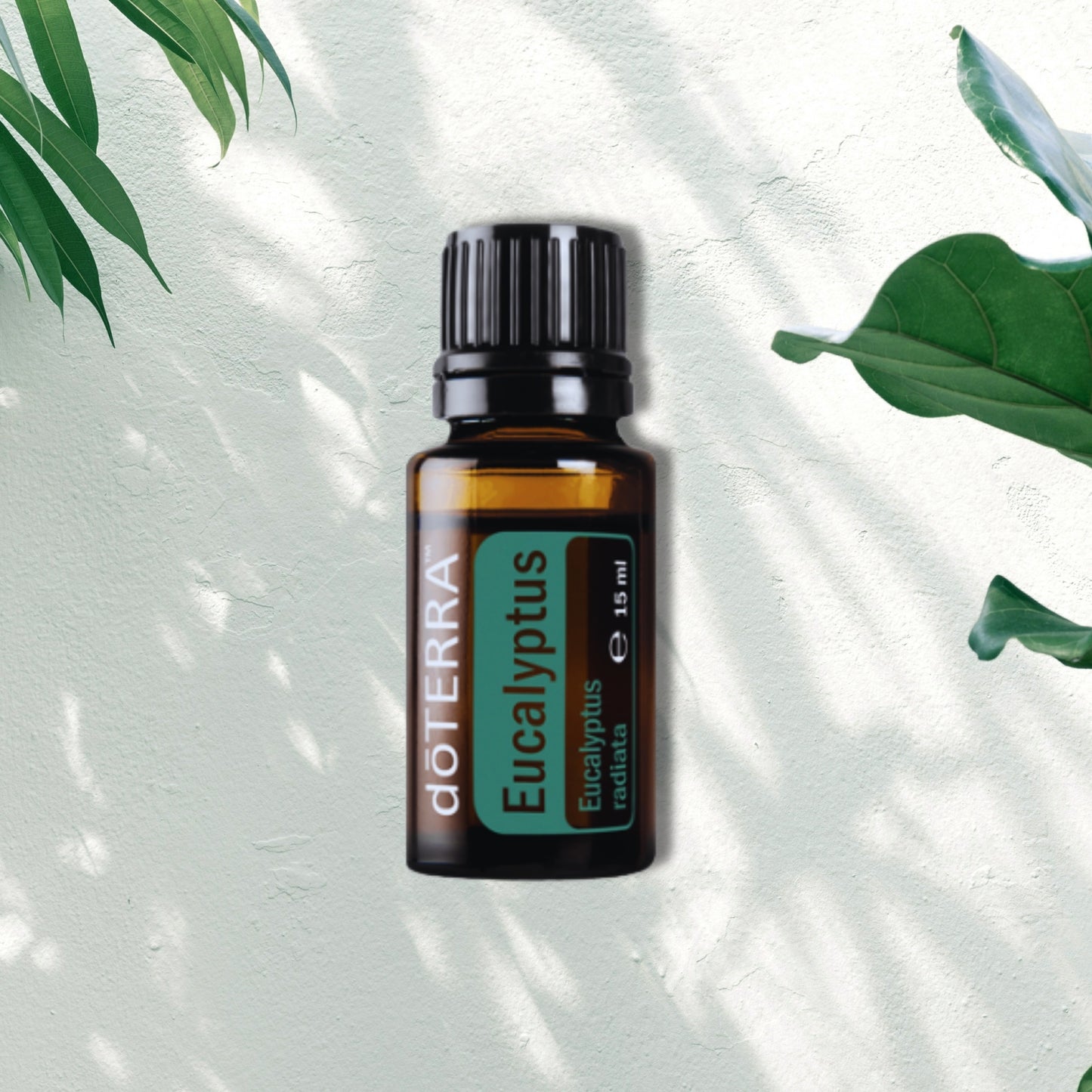 Essential Oil Eucalyptus 15ml